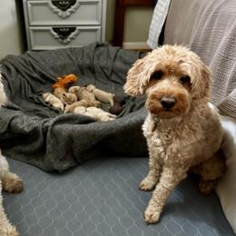 Goldendoodle Puppies from Lykeable Farms