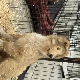 Collie Puppies from Larkspur Collies