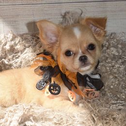 London - Fawn and white female Chihuahua puppy in Gloucester, Virginia from Charlotte's Web of Chihuahuas