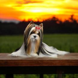 Juke - Biewer Terrier