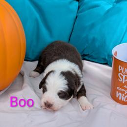 Girl 1 - Red tri-color female Australian Shepherd puppy in Parker, Colorado from Legacy Ranch Australian Shepherds