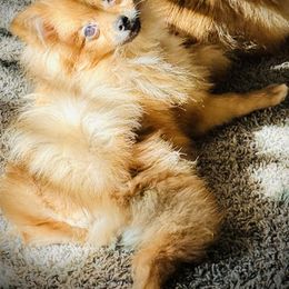 Tank - Orange sable male Pomeranian puppy in Sherman, Texas from Wynter Wonderland Poms