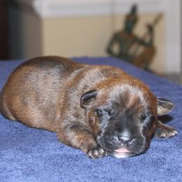 American Staffordshire Terrier Puppies from Diane Guilmette