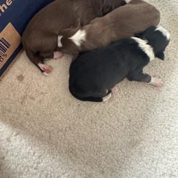 Border Collie Puppies from Athena’s Collies