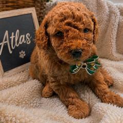 Atlas - Red  male Goldendoodle puppy in Cooper City, Florida from Jenny La Bone