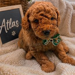 Atlas - Red  male Goldendoodle puppy in Cooper City, Florida from Jenny La Bone