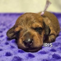 Iris-wirehair - Red female Dachshund puppy in Blair, Oklahoma from North Fork Doxies-Okla