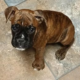 Boxers from Spanish Oak Boxers