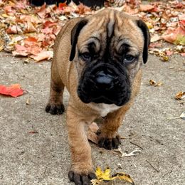Gary Goodrich - Red male Boerboel puppy in Sacramento, Michigan from BoHo Boerboels