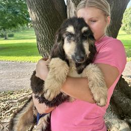 Puppy Girl 1 - Black and tan female Afghan Hound puppy in Carlisle, Pennsylvania from Winterberry Afghan Hounds