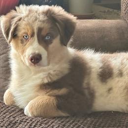 Krisoff - Red merle male Australian Shepherd puppy in Jeddo, Michigan from Blue Water Aussies