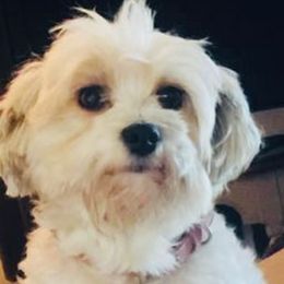 Havanese from The Happy Havanese
