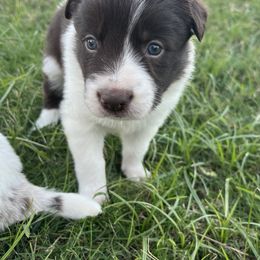 Emery - Border Collie puppy from Rocking H Border Collies