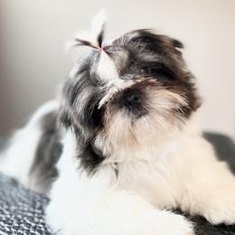Evie - Shih Tzu