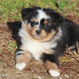 Fennec - girl - Miniature American Shepherd puppy from Faithwalk Aussies and Mini American Shepherds