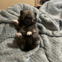 Dachshund and Pomeranian Puppies from Gracie Lail