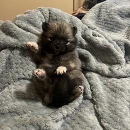 Dachshund and Pomeranian Puppies from Gracie Lail