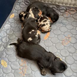 Dachshund puppies from Little Doxie Farm