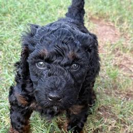 Boy 1 - Tri-color male Bernedoodle puppy in Paradise, Texas from Diamond Z Poodles & Doodles