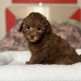 Teddy Silver Beige - Silver-beige  male Poodle puppy in Franklin Park, Illinois from Windy City Majestic Toy Poodles
