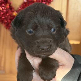 Boy 1 - Red male Australian Shepherd puppy in Flemington, New Jersey from Aislin Fields