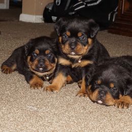 Rottweiler and Toy Shetland Sheepdog Puppies from Mountain High Kennels