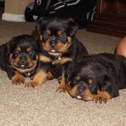 Rottweiler and Toy Shetland Sheepdog Puppies from Mountain High Kennels