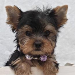 Brookie TEACUP - Blue and gold female Yorkshire Terrier puppy in Monticello, Iowa from Ashley’s Puppies