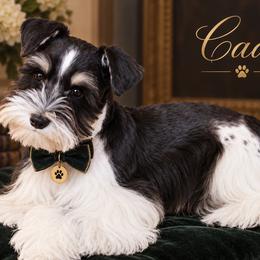 Cade - Miniature Schnauzer