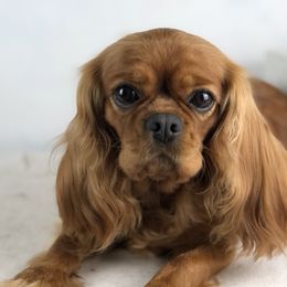 Marigold - Cavalier King Charles Spaniel