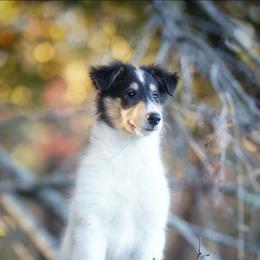 Malloy - White male Collie puppy in Blacksburg, Virginia from Blackberry Hills Cattle dogs and Collies