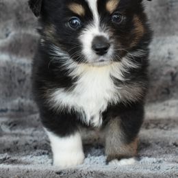 Australian Shepherd Puppies from Driftless Australian Shepherds
