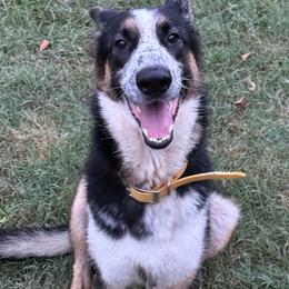 Roxy - German Shepherd