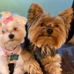 Morkies from FURever Family Morkie/Maltese/Maltipoo