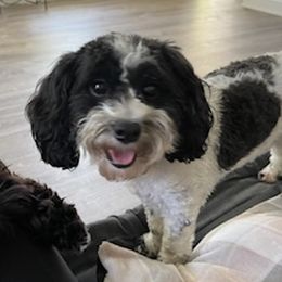 Miniature Schnauzers and Schnoodles from DM Schnoodles and schnauzers