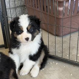 Girl 4 BTB2 - Black tri-color female Australian Shepherd puppy in Phoenix, Arizona from Heartfire Aussies