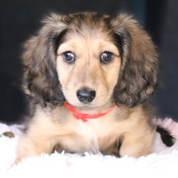 Boy 1 - male Dachshund puppy in Azle, Texas from American Dachshunds