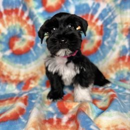 Kira - Black female Miniature Schnauzer puppy in Happyland, Oklahoma from Fraizer Farms