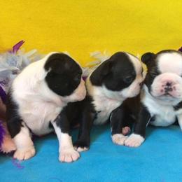 Boston Terrier Puppies from Sunwood Boston Terriers