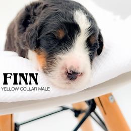 FINN - Tri-color male Bernedoodle puppy in Tipton, Indiana from Country Creek Doodles