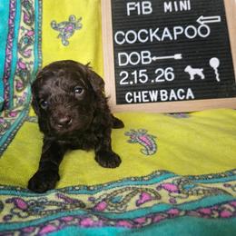 Chewbacca - Brown and white male Cockapoo puppy in Fort White, Florida from Jade