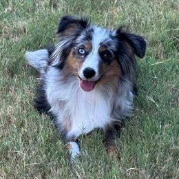 Penny - Toy Australian Shepherd