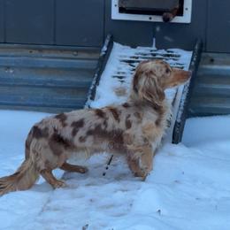 Dachshund puppies from Short and Sassy Doxies