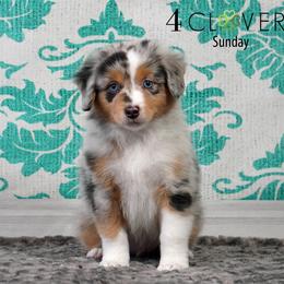 Sunday - Blue merle male Miniature American Shepherd puppy in Carlisle, Pennsylvania from 4 Clovers Kennel