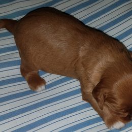 Cavalier King Charles Spaniel and Dalmatian Puppies from Snowood Dalmatians and Cavaliers