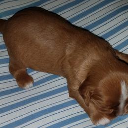 Cavalier King Charles Spaniel and Dalmatian Puppies from Snowood Dalmatians and Cavaliers