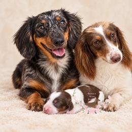 Ember AKC - Piebald female Dachshund puppy in Pope, Mississippi from Anna’s Mini Doxies