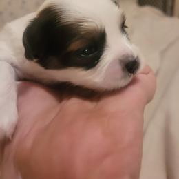 Girl 1 Rosemary - White and black female Papillon puppy in Bon Aqua, Tennessee from Rene's Papillon
