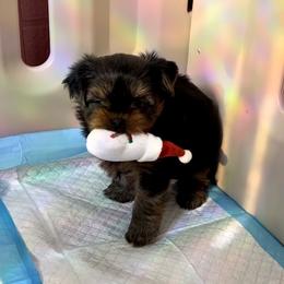 Yorkshire Terrier Puppies from Artisan Yorkies LLC