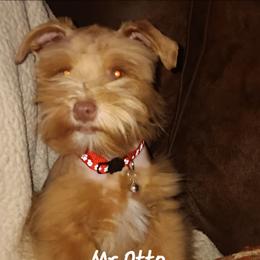 Otto - Miniature Schnauzer